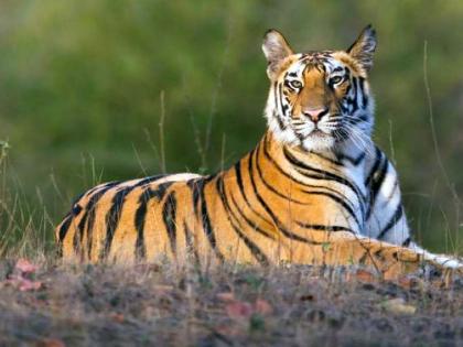 Tadoba officials left for Assam in case of poaching of tiger, Four arrested from Haryana | पट्टेदार वाघाच्या शिकारप्रकरणी ताडोबाचे अधिकारी आसामला रवाना