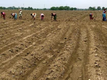 Why does God take such a test every year? The back of the rain, the crisis of double sowing | देव अशी परीक्षा दरवर्षी का घेतो ? पावसाची पाठ, दुबार पेरणीचे संकट