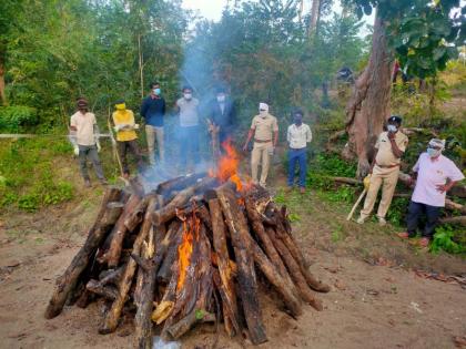 Leopard hunting at Mausam in Gadchiroli district; The corpse was buried in the nala | गडचिरोली जिल्ह्यातील मौसम येथे पट्टेदार वाघाची शिकार; नाल्यात पुरून ठेवले प्रेत 