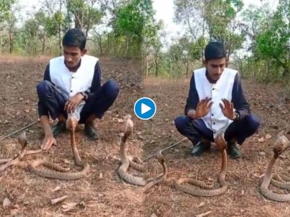 VIDEO : Man was playing with three cobra watch what happens next in viral video | VIDEO : एकत्र फणा काढून बसले होते ३ किंग कोब्रा, तरूण त्यांच्यासमोर बसून करू लागला मस्ती आणि मग...