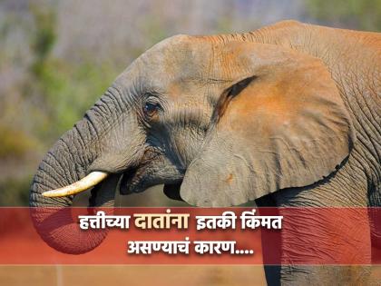 Elephant teeth is costly more than gold know the reason | हत्तीच्या दातांची किंमत वाचून व्हाल हैराण, पण यामागचं काय आहे कारण?