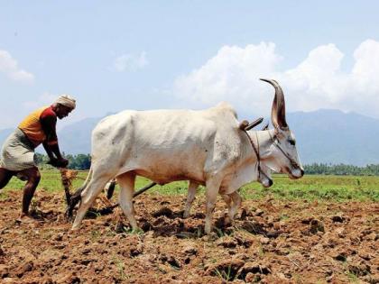 How to buy seeds and fertilizers? | बियाणे आणि खतांची खरेदी करायची कशी?