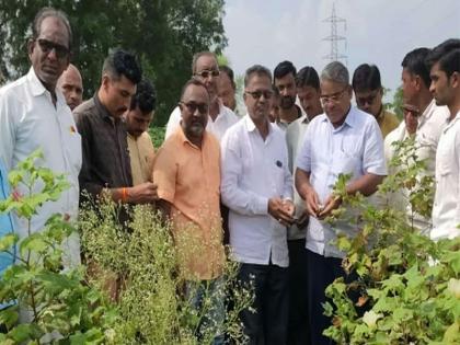 The grass that came with the hands of the farmers was lost | शेतकऱ्यांच्या हातातोंडाशी आलेला घास हिरावला The grass that came with the hands of the farmers was lost | शेतकऱ्यांच्या हातातोंडाशी आलेला घास हिरावला