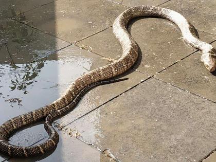 ‘Laziness’ of reptiles with rising temperatures; Six-foot cobra caught in Palghar | वाढत्या तापमानाने सरपटणाऱ्या प्राण्यांची ‘काहिली’; पालघरमध्ये पकडला सहा फुटी कोब्रा