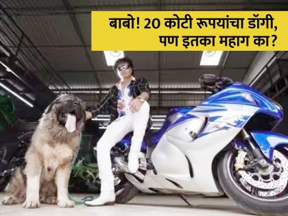 Man bought rarest Russian Caucasian shepherd breed dog with 20 crore | या व्यक्तीने खरेदी केला 20 कोटी रूपयांचा कुत्रा, खासियत वाचून व्हाल हैराण