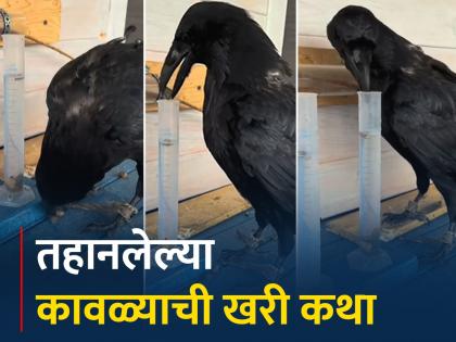 Crow put stone in water to take out food Instagram viral video | VIDEO : कावळ्याने खरी ठरवली प्रचलित कथा, पाण्याने भरलेल्या ट्यूबमध्ये टाकले दाणे आणि मग....