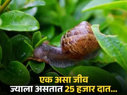 Snail small creature has 25 thousand teeth | या छोट्याशा जीवाला असतात 25 हजार दात, इतर गोष्टीही वाचून व्हाल अवाक्...