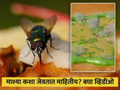 What happens when fly lands on food reveals video | VIDEO : पदार्थांवर बसलेल्या माश्या तुम्ही पाहिल्या असतीलच? बघा त्यानंतर नेमकं काय होत!