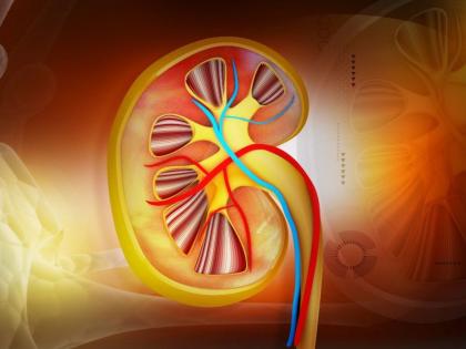 Two-thirds of babies are born with kidney disease | दोनतृतीयांश बाळांना जन्मतःच जडतो मूत्रपिंडाचा विकार 