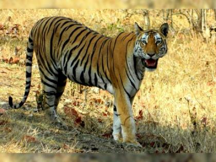 A woman who was harvesting paddy was killed by a tiger | धान कापणी करणाऱ्या महिलेला वाघाने केले ठार