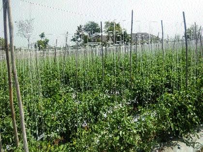  Summer Tomato Work | उन्हाळी टमाट्याच्या फुटवे बांधणीच्या कामास वेग