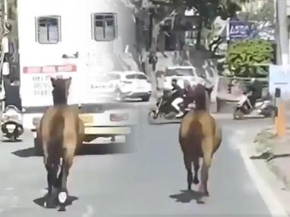 horse ran 8 km behind ambulance for his sister emotional video goes viral on internet | Viral Video: आपल्या बहिणीसाठी अ‍ॅम्ब्युलन्सच्या मागे ८ किलोमीटर धावत गेला घोडा, पाहुन व्हाल भावुक