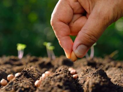 Farmers rush to Andhra Pradesh, Telangana for seeds |  बियाणांसाठी शेतकऱ्यांची आंध्रप्रदेश, तेलंगणाकडे धाव