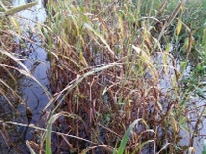 The offspring lost their homes, damaged crops, lost all three lives | संततधारेने घरांची पडझड, पिकांचे नुकसान, तिघांनी गमावला जीव