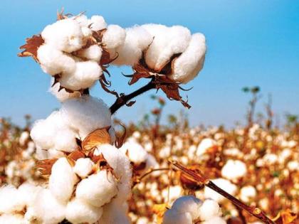 Inquiry from CCI's cotton procurement department in Wardha too | वर्ध्यातही सीसीआयच्या कापूस खरेदीची सहकार विभागाकडून चौकशी