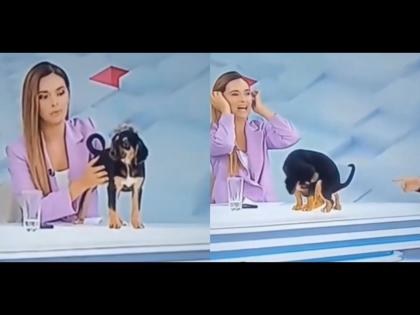 Live Tv broadcast interrupted as dog poops on anchor desk pet adoption program | लाईव्ह टीव्हीवर कुत्र्याच्या पिल्लाला घेऊन बसली होती अ‍ॅंकर, त्याने टेबलवरच केलं असं काही....