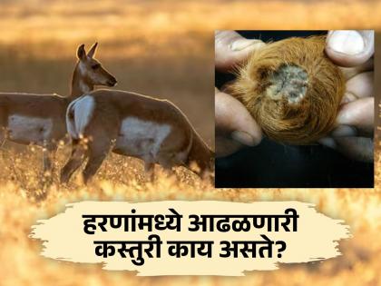 What is musk in the stomach of deer? Why does he get such a price in the market? | हरणांच्या पोटात असणारी कस्तुरी काय असते? का मिळते बाजारात त्याला इतकी किंमत?