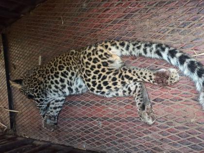 Leopards trapped by loop; The toe was broken Satara's incident | शिकाऱ्यांच्या फासकीत अडकला बिबट्या; पायाचा पंजा तुटला