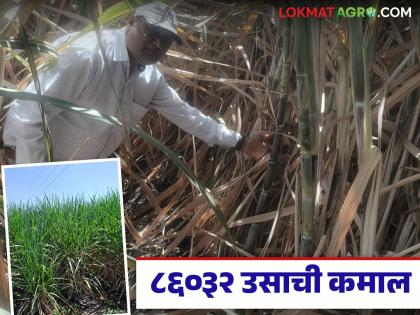 86032 sugarcane plantations with four and a half feet of row spacing; Production will reach 160 tons per acre | साडेचार फूट सरी ठेवून ८६०३२ उसाची लागवड; उत्पादनात एकरी १६० टनाची मजल मारणार 86032 sugarcane plantations with four and a half feet of row spacing; Production will reach 160 tons per acre | साडेचार फूट सरी ठेवून ८६०३२ उसाची लागवड; उत्पादनात एकरी १६० टनाची मजल मारणार