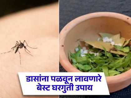 Best home remedies to get rid of mosquitoes in summer | उन्हाळ्यात डासांमुळे झोपेचं खोबरं होतं? लगेच करा हे बेस्ट घरगुती उपाय मग बघा कमाल!