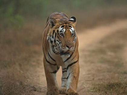 Establishment of study committee for relocation of growing tigers in Chandrapur | चंद्रपुरातील वाढत्या वाघांच्या स्थानांतरणासाठी अभ्यास समिती स्थापन