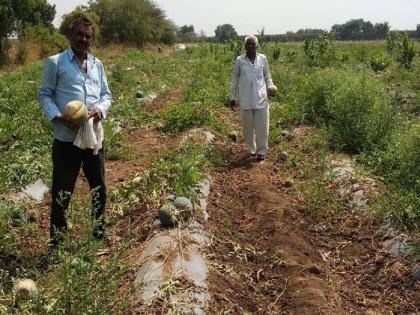  Two acres of watermelon and paddy fields were destroyed in Taloda taluka | तळोदा तालुक्यात दोन एकर टरबूज व डांगर मळ्यांची नासधूस