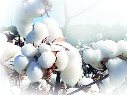 Purchase of four and a half lakh quintals of cotton in the district | जिल्हाभरात साडेचार लाख क्विंटल कापूस खरेदी