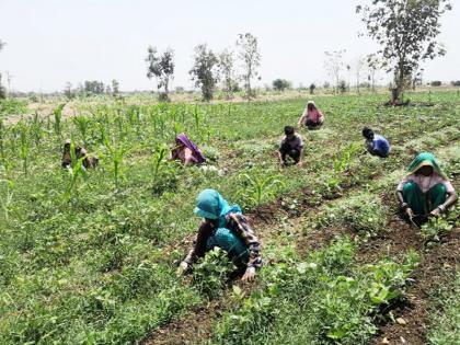 Social distancing works in the field | शेतातही होताहेत सोशल डिस्टन्सिंगने कामे Social distancing works in the field | शेतातही होताहेत सोशल डिस्टन्सिंगने कामे