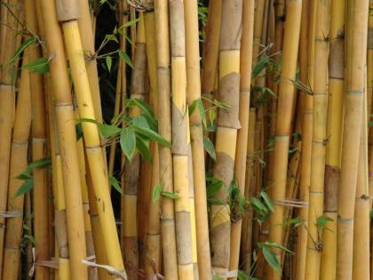 Using bamboo as a fuel for power generation is a good option | वीजनिर्मितीसाठी इंधन म्हणून बांबूचा वापर हा चांगला पर्याय 