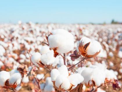 Cotton will also be procured at Nagardevale | नगरदेवळे येथेही खरेदी केली जाणार कपाशी