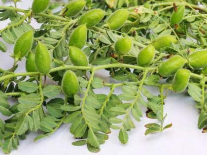 Green chickpeas health benefits in winter | हिरव्या चण्याने अनेक गंभीर समस्या होतात दूर, आरोग्याला होतात अनेक फायदे