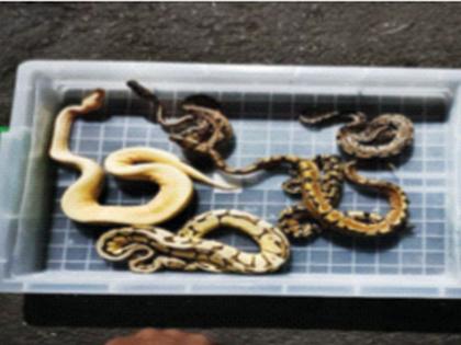 665 animals of rare species seized; Possession to Forest Department | दुर्मीळ प्रजातींचे ६६५ प्राणी जप्त; ताबा वन विभागाकडे