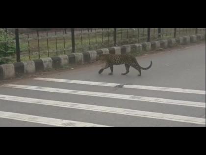 A crowd gathered to see a leopard walk in Bori forest department jailed | बोरीत बिबट्याचा फेरफटका पहायला उसळली गर्दी, वनखात्याने केले जेरबंद