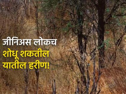 Optical illusion : Try to find out the hidden deer between the bushes | तीक्ष्ण डोळे असतील तर 7 सेकंदात शोधा या फोटोतील हरीण, बरेच थकले!