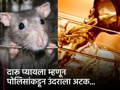 MP police caught rat for drinking 60 bottles of illegal alcohol | दारू पिण्याच्या केसमध्ये पोलिसांनी उंदराला केली अटक, 60 बॉटल रिकाम्या केल्याचा आरोप