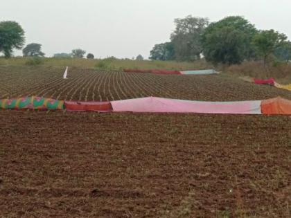 Farm fencing with colorful sarees | रंगीबेरंगी साड्यांनी नटले शेतशिवार; वन्यप्राण्यांचा हैदोस