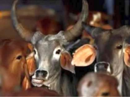 Illegal cattle transport vehicle caught, 32 animals rescued | गोवंशाची अवैध वाहतूक करणारे वाहन पकडले, ३२ जनावरांची सुटका