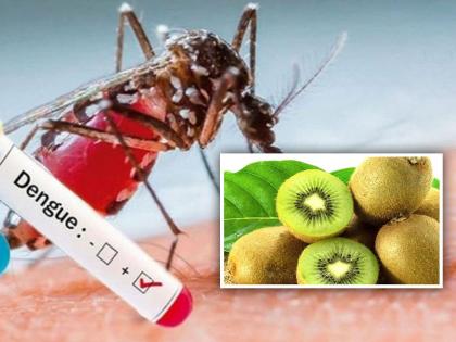 Fiber rich kiwi is beneficial for dengue patients know benefits of eating kiwi | डेंग्यू झाला असेल तर रामबाण उपाय ठरतं हे फळ, जाणून घ्या याचे फायदे