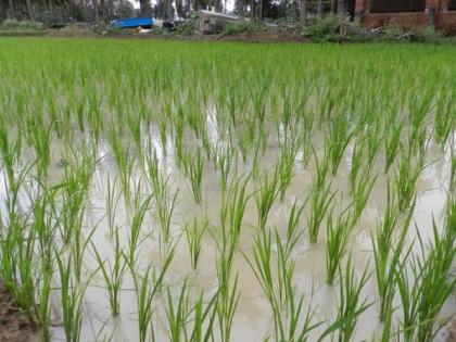 60 species of endangered grains will grow on the soil of the reservoir after 50 years | भंडाऱ्यातील मातीवर ५० वर्षांनंतर उगवणार लुप्त धानाच्या ६० प्रजाती