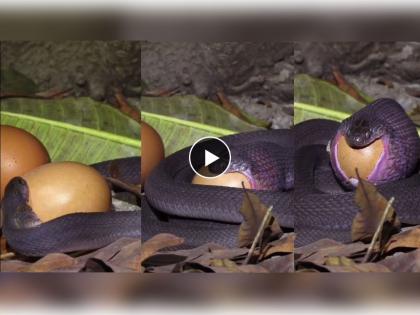 Snake eating large egg weird viral video | सापाने इतकं मोठं अंड गिळलं की, बघून विश्वासही बसणार नाही, व्हिडीओ व्हायरल