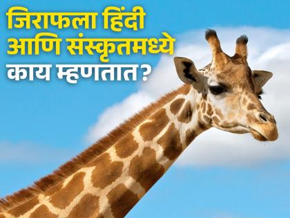 What Giraffe called in Hindi and Sanskrit? Know the answer | जिराफला हिंदीत काय म्हणतात? कोणत्या भाषेतून आला आहे हा शब्द वाचून व्हाल अवाक्...