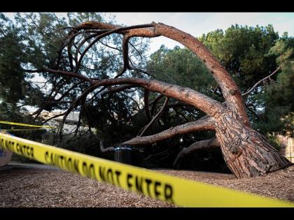 Tamarind tree fell near Panvel Court, four rickshaws and one car heavily damaged | पनवेल कोर्टाजवळ चिंचेचे झाड कोसळले, चार रिक्षा आणि एका कारचे मोठे नुकसान 