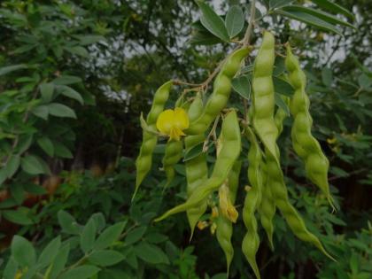 The cold snap intensified; The trumpet blossomed | थंडीचा कडाका वाढला; यवतमाळ जिल्ह्यात तुरीच्या फुलोऱ्याला आला बहर