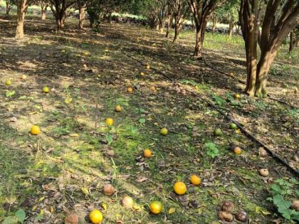  Orchard fruit insurance companies benefited orange growers financially  | बागेतील फळ विमा कंपन्यांनाच लाभदायी संत्रा उत्पादकांची आर्थिक पिळवणूक, हप्त्यात तिप्पट वाढ; 'ट्रिगर' मध्ये बदल