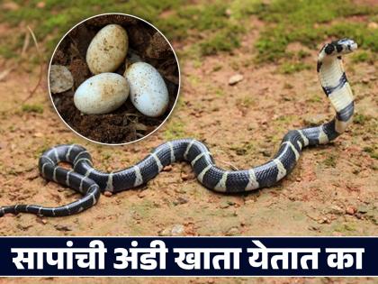 Can humans also eat snake eggs like chicken eggs know what will be the effect on the body | कोंबडीच्या अंड्यांसारखी सापांचीही अंडी खाता येतात का? काय होईल शरीरावर परिणाम