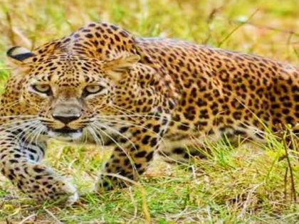 The use of sophisticated American-made guns to catch leopards | बिबट्याला पकडण्यासाठी अमेरिकन बनावटीच्या अत्याधुनिक बंदुकीचा वापर