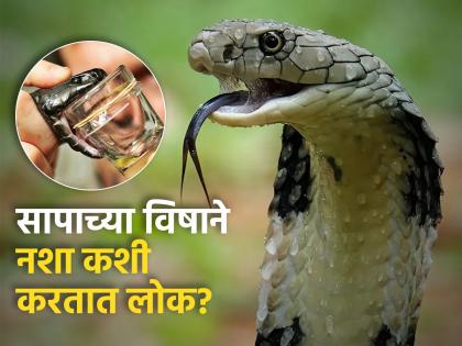 Snake venom is smuggled, know how people use Snake venom use as drugs | सापाचं विष जीवघेणं असतं, मग त्याच विषाने नशा कशी करतात लोक?