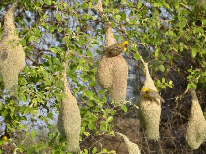 Thousands of birds reside at the mountains: Coonas, walks in the Chandoli Wildlife Sanctuary; Observe bird surveyor's report | हजारो पक्ष्यांचे डोंगरदऱ्यांत वास्तव्य : कोयना, चांदोली अभयारण्यात वावर; पक्षी अभ्यासक नोंदवताय निरीक्षणे