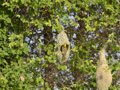 Thane Students' bird friend Sammelan will be held in Thane | ठाण्यात रंगणार दुसरे ठाणे विद्यार्थी पक्षिमित्र संमेलन