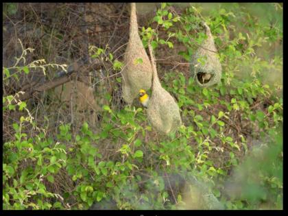 Indira Priyadarshini award should be given to birds - Kiran Puradan | इंदिरा प्रियदर्शनी पुरस्कार पक्ष्यांना दिला पाहिजे- किरण पुरदंरे  